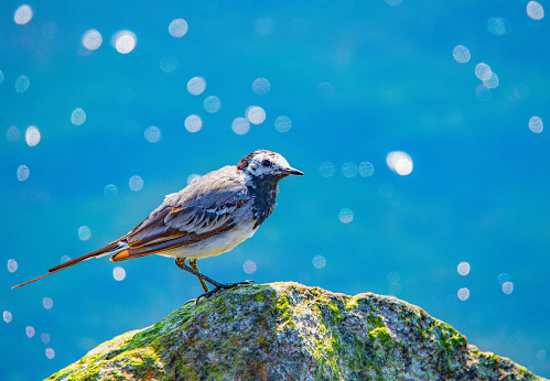 Small birds such as Blue Tit, Great Tit, Domherre, Chaffinch, Common Tern, Robin, Gray Tit, Yellow Tit, Yellow Tit, Blackbird, Blackbird and more. Smaller birds that live freely in nature in the southern parts of Sweden.