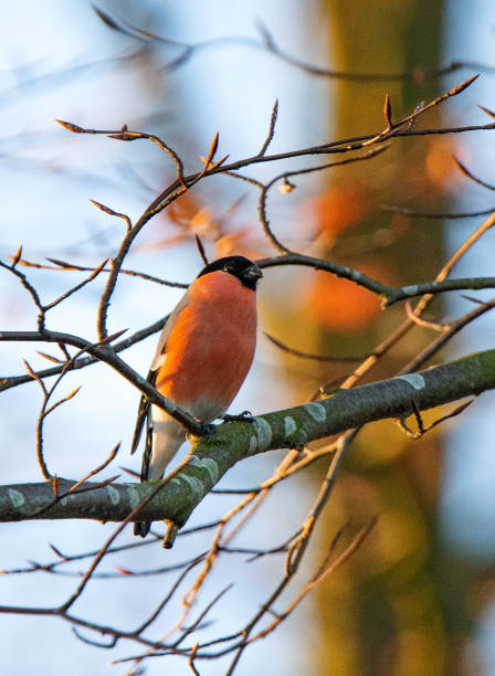 Small Birds in southern Sweden - Part 1