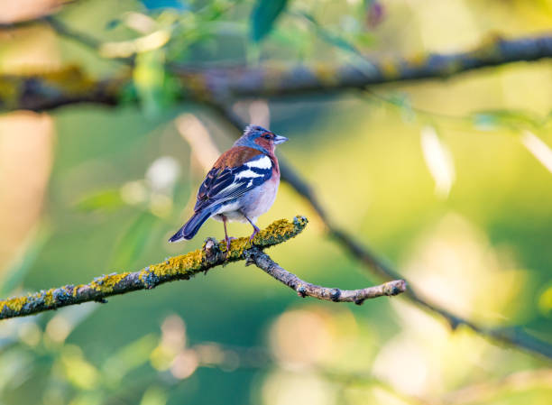 istock Small Birds in southern Sweden - Part 1 1884939005