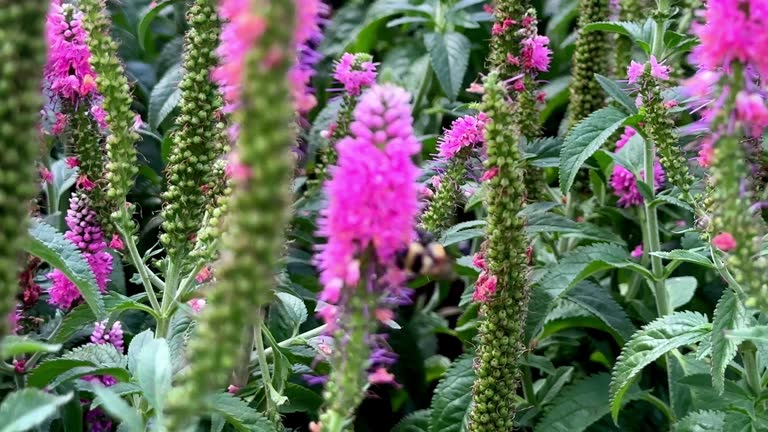 Bees pollenating some flowers