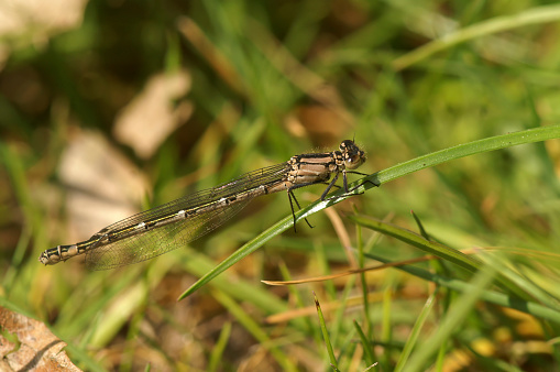 Detailed closeup on a Common bluet damselfly, Enallagma cyathigerum, perched in the vegetation