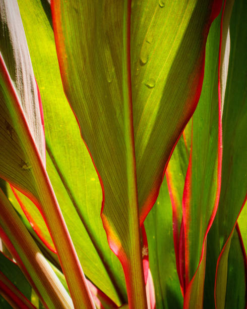Red and Green Leaves in Hawaii Ti plant leaves in Hawaii cordyline fruticosa stock pictures, royalty-free photos & images