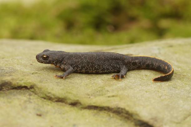 istock Closeup on a juvenile Balkan crested newt, Triturus ivanbureschi sitting on a stone 1884943318