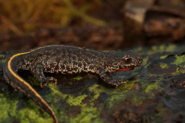 istock Closeup on a juvenile Balkan crested newt, Triturus ivanbureschi sitting on wood 1884943839