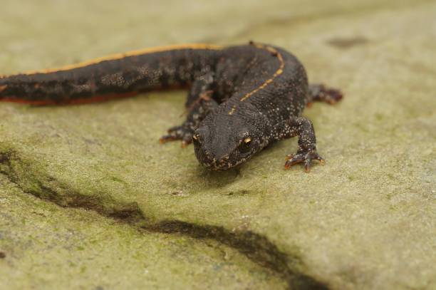 istock Closeup on a juvenile Balkan crested newt, Triturus ivanbureschi sitting on a stone 1884943847