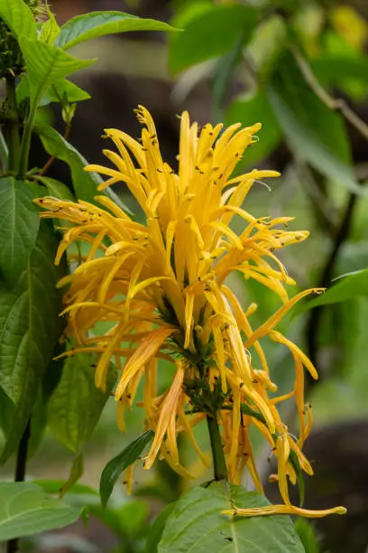 The interesting yellow flower called Brazilian Plume, Plume Flower, Flamingo Plant, Paradise Plant, King's Crown scientific name Justicia carnea in  Kauai, Hawaii, United States.