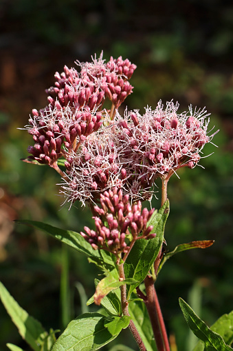 04 october 2023, Haute Yutz, Yutz, Thionville Portes de France, Moselle, Lorraine, Grand Est, France. It's fall. In the forest, in a clearing, very close-up of the flower of a Hemp Agrimony. It is a flower made up of multiple small flowers in shades of pink. Some are in flower, others still in bud. The flower is quite particular, it is shaggy.
