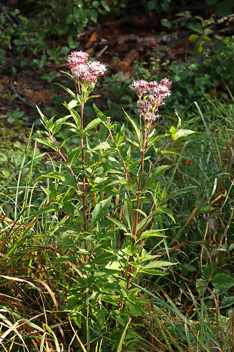 04 october 2023, Haute Yutz, Yutz, Thionville Portes de France, Moselle, Lorraine, Grand Est, France. It's fall. In the forest, in a clearing, wide shot of a clump of Hemp Agrimony. It is a medium sized plant. Its long stems stand up straight and end in a multitude of small pink flowers.