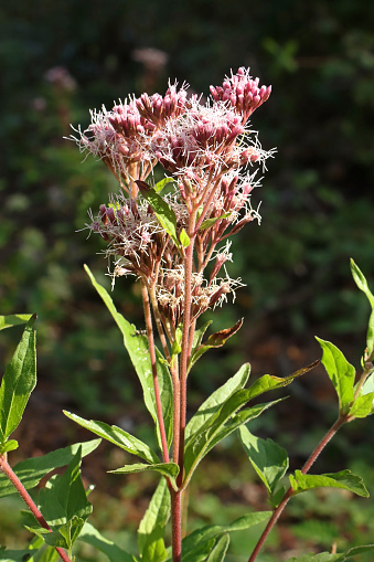 04 october 2023, Haute Yutz, Yutz, Thionville Portes de France, Moselle, Lorraine, Grand Est, France. It's fall. In the forest, in a clearing, close-up of a Hemp Agrimony stem. Its leaves are very jagged. The stem ends in a pink compound flower. A ray of sunlight illuminates the plant, making it stand out against a very dark background.