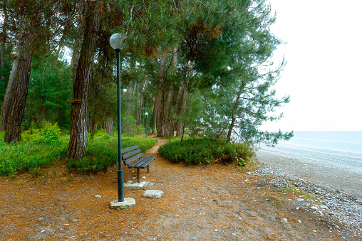 Walking trail along the sea coast. Pitsunda pine against the backdrop of the sea coast. Pitsunda in the spring.