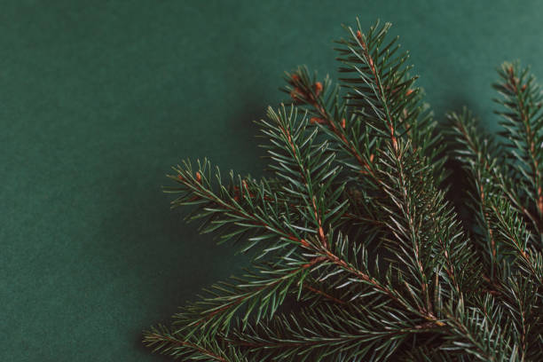 istock Fresh spruce branches on a dark green background. 1884959250