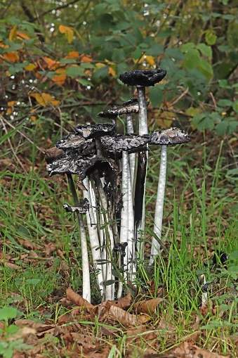 13 october 2023, Yutz Cité, Yutz, Thionville Portes de France, Moselle, Lorraine, Grand Est, France. It's fall. Wide shot of a clump of Coprinus comatus. These are old mushrooms, whose caps have disappeared, turning into a blackish liquid. We only see their foot, also on the verge of decomposition. For this species, they were large individuals.