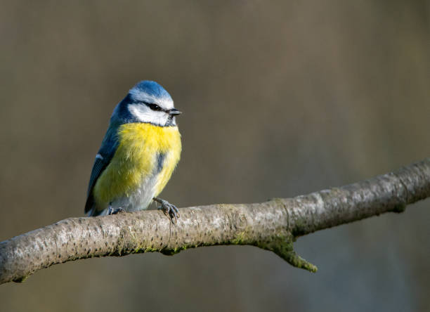 istock Small birds in southern Sweden - Part 2 1884962471