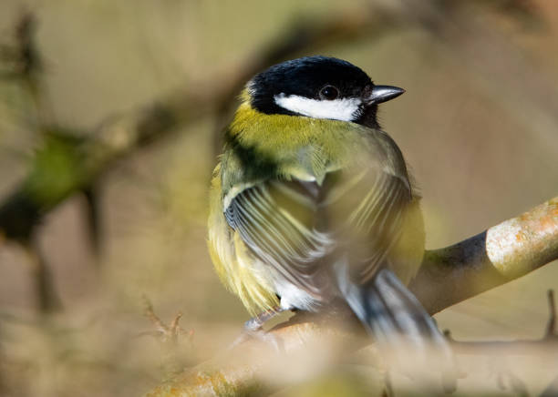 istock Small birds in southern Sweden - Part 2 1884962474
