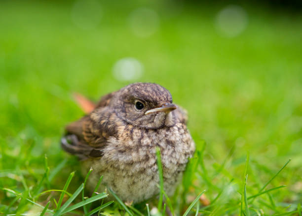 istock Small birds in southern Sweden - Part 2 1884964055