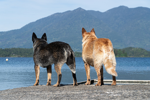 Two Australian Shepherd herding dogs eagerly waiting on the lake dock for their owners.