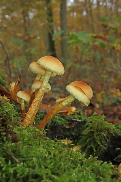 istock Hypholome en touffe - Sulphur Tuft (Hypholoma fasciculare). 1884965138