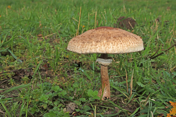 01 november 2023, Yutz Cité, Yutz, Thionville Portes de France, Moselle, Lorraine, Grand Est, France. It's fall. In a pasture where horses were, wide shot on a Parasol. It is a very large, mature mushroom. Are open hat left a ring on the stem. The surface of the cap is covered with scales. It is an excellent edible mushroom.