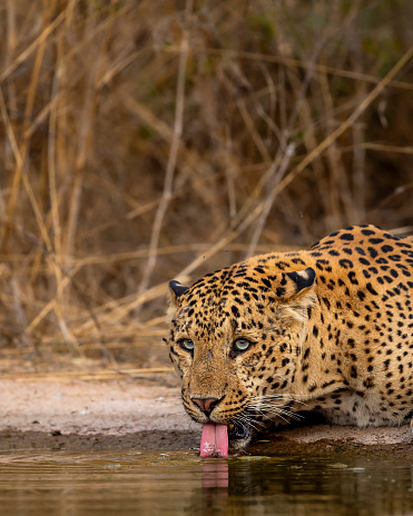 Indian wild large and huge male leopard or panther or panthera pardus quenching thirst or drinking water from waterhole with eye contact tongue out in safari at jhalana forest reserve jaipur india