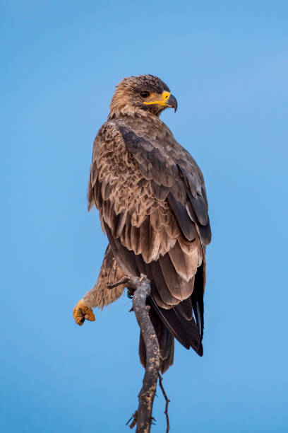 Steppe eagle or Aquila nipalensis portrait in natural blue sky background Steppe eagle or Aquila nipalensis portrait in natural blue sky background steppe eagle aquila nipalensis stock pictures, royalty-free photos & images