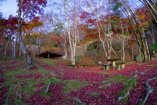 Red leaves at the park in Kyoto in autumn. High quality 4k footage. High quality photo. Soura district Kasagi Kyoto Japan 11.30.2023 Here is a park well known as Kasagiyama momiji park in Kyoto.