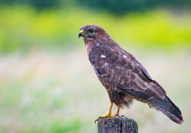 istock Bigger birds in southern Sweden - Part 1 1884994707