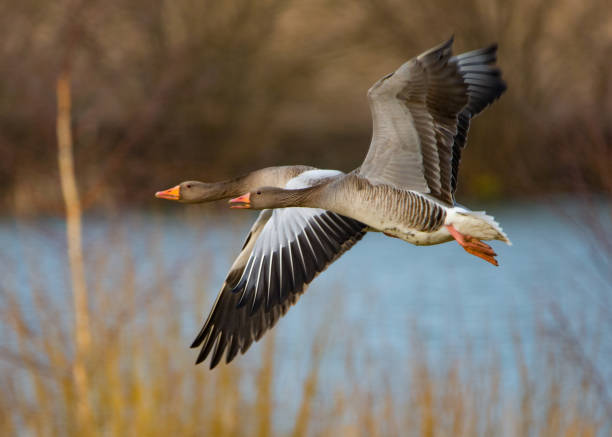 istock Bigger birds in southern Sweden - Part 1 1884994760