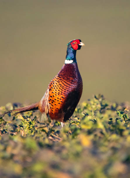istock Bigger birds in southern Sweden - Part 1 1884994788