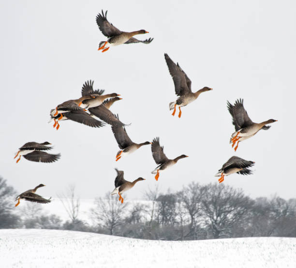 istock Bigger birds in southern Sweden - Part 1 1884995252