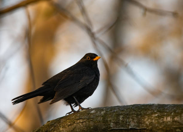 istock Bigger birds in southern Sweden - Part 1 1884995333