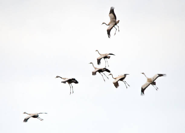 istock Bigger birds in southern Sweden - Part 1 1884995348