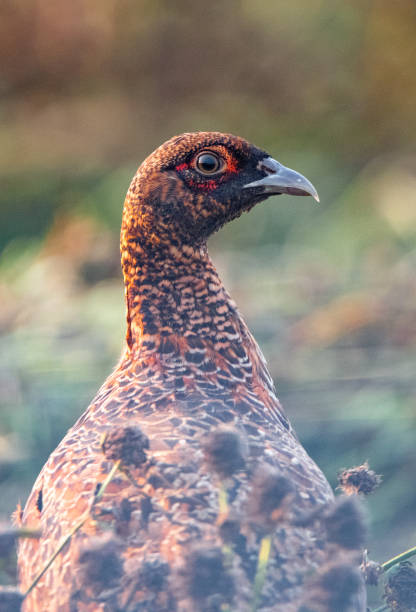 istock Bigger birds in southern Sweden - Part 1 1884995894
