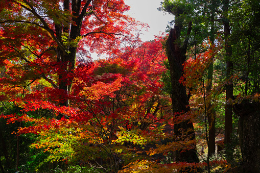 Red leaves at the park in Kyoto in autumn. High quality 4k footage. High quality photo. Soura district Kasagi Kyoto Japan 11.30.2023 Here is a park well known as Kasagiyama momiji park in Kyoto.