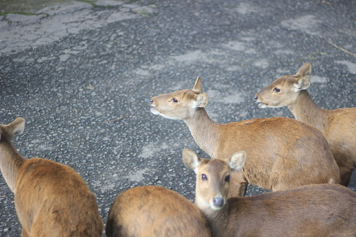 a group of doe deer. look so cute. looking to the camera.