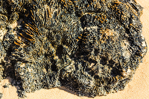 Photo of coral rock on a sandy beach