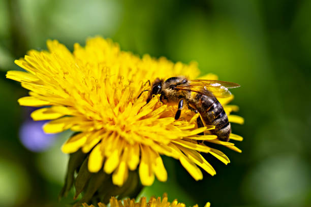 istock Honey bee on dandelion close-up 1885046194