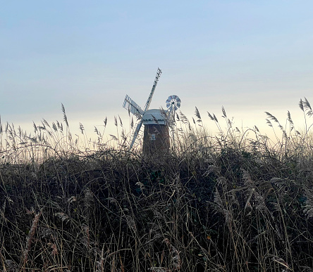 Horsey Windpump behind reeds on the Norfolk Broads. December 2023