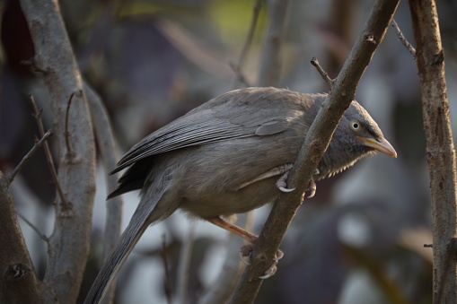 This familiar ash-brown colored babbler has a yellow bill and a dark brow in front of the eye that contrasts with its pale eye giving it a perpetual “angry” look.