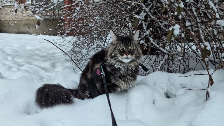 Domestic cat with leash enjoys white snow outdoors, close up