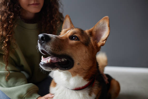 istock Happy Dog Looking Away and Smiling 1885087764
