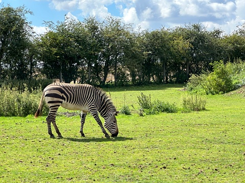 Zebra grazing on grass in a wildlife park
