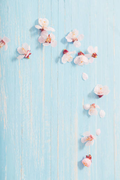 istock pink cherry flowers on wooden background 1885116944