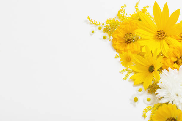 istock yellow flowers on white background 1885117029