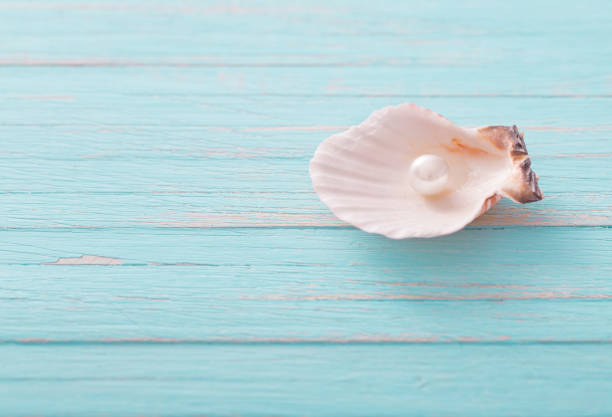 Vacation concept. Seashells and old vintage camera on blue background, copy space