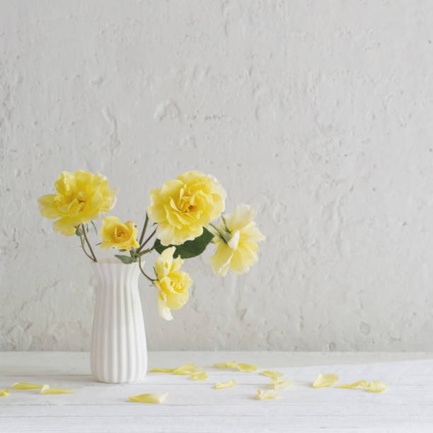 istock yellow roses in white vase on background white wall 1885117502