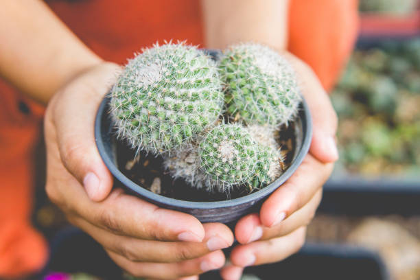 istock Planted cactus in a small pot placed on a natural background. 1885133660