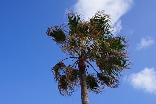 Palm leaves in the wind. The palm trees bent under the wind. Hurricane-force winds in tropical climates. A palm tree in the wind.