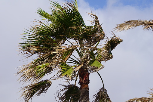 close up palm tree leaves waving in windy tropical storm over white sky