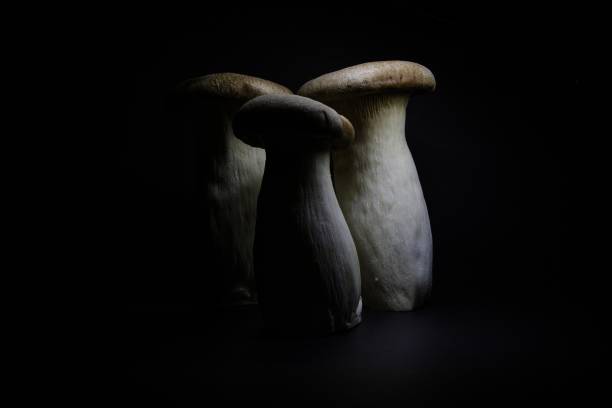 istock King oyster mushrooms 1885144517