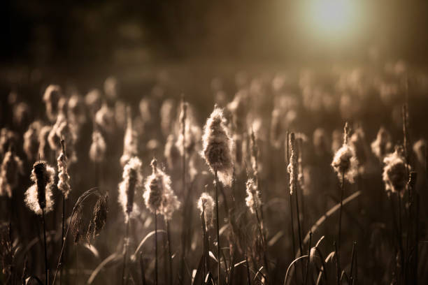 istock Cattails Plants in Pond with Evening Sunlight 1885157423
